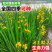 黄昌蒲黄花鸢尾水生花卉水草水植物鱼塘池塘禄化植物水培