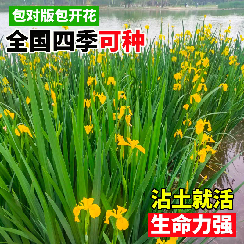 黄昌蒲黄花鸢尾水生花卉水草水植物鱼塘池塘禄化植物水培