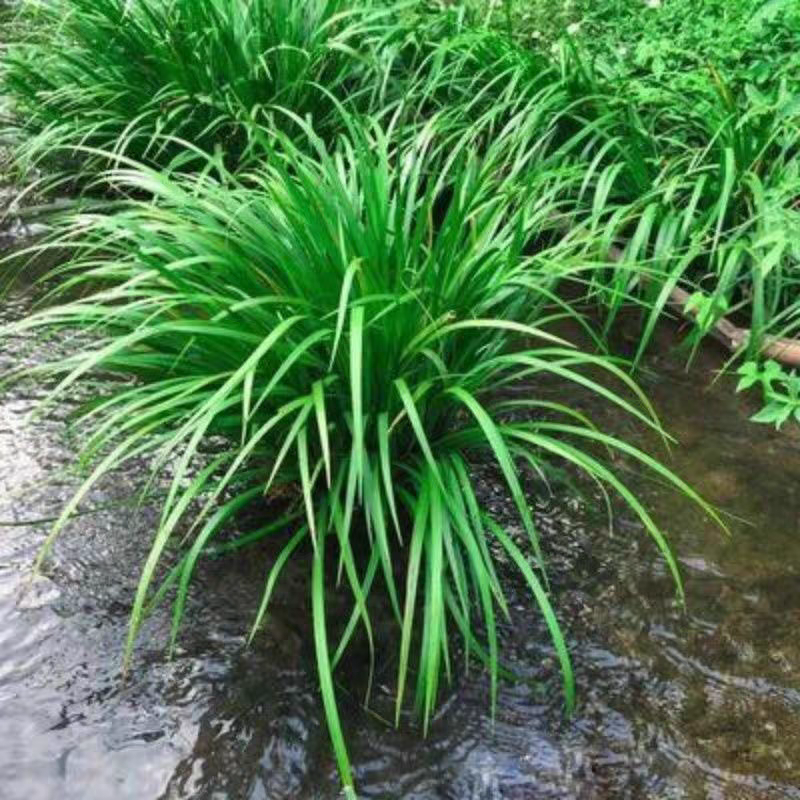 黄昌蒲黄花鸢尾水生花卉水草水植物鱼塘池塘禄化植物水培