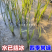 黄昌蒲黄花鸢尾水生花卉水草水植物鱼塘池塘禄化植物水培
