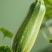 西葫芦角瓜