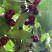 汉源车厘子