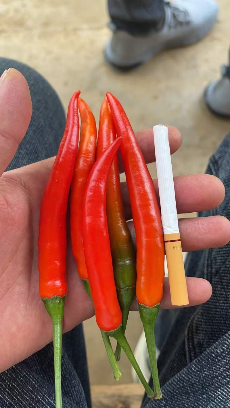 云南文山马关小米辣