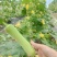 自家基地种植白玉丝瓜