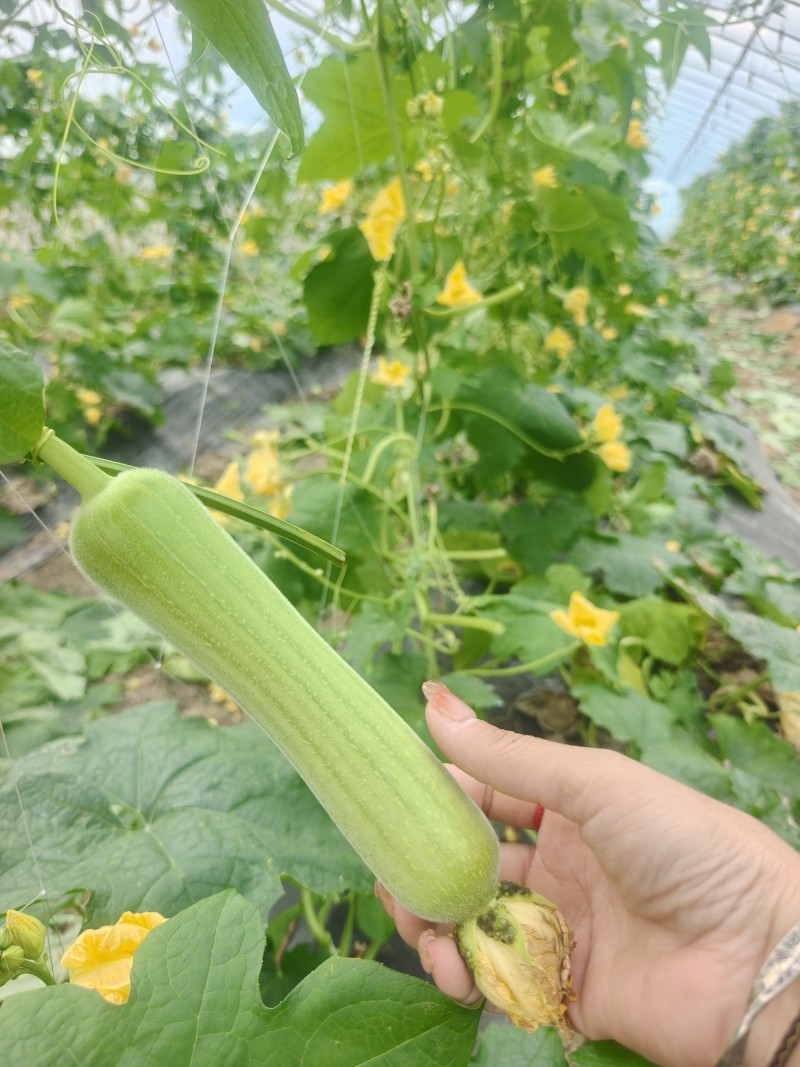 自家基地种植白玉丝瓜