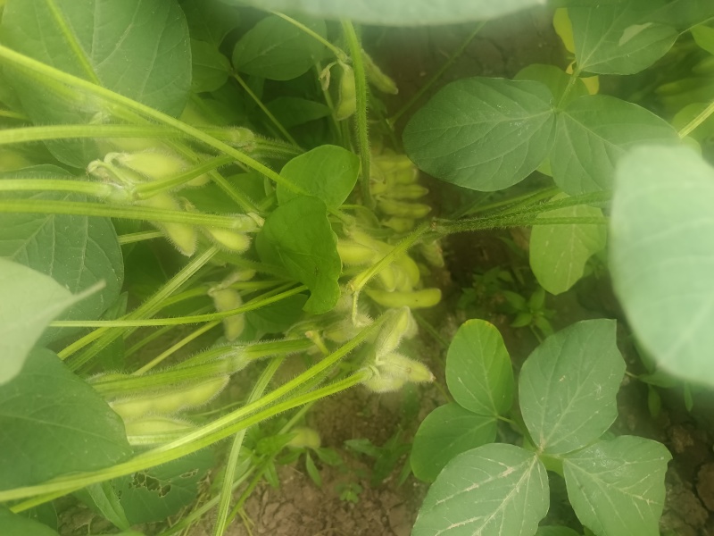 精品毛豆大量上市