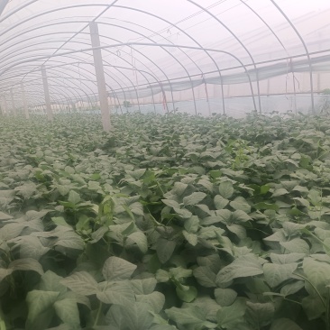 精品毛豆大量上市