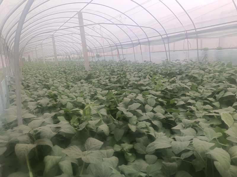 精品毛豆大量上市