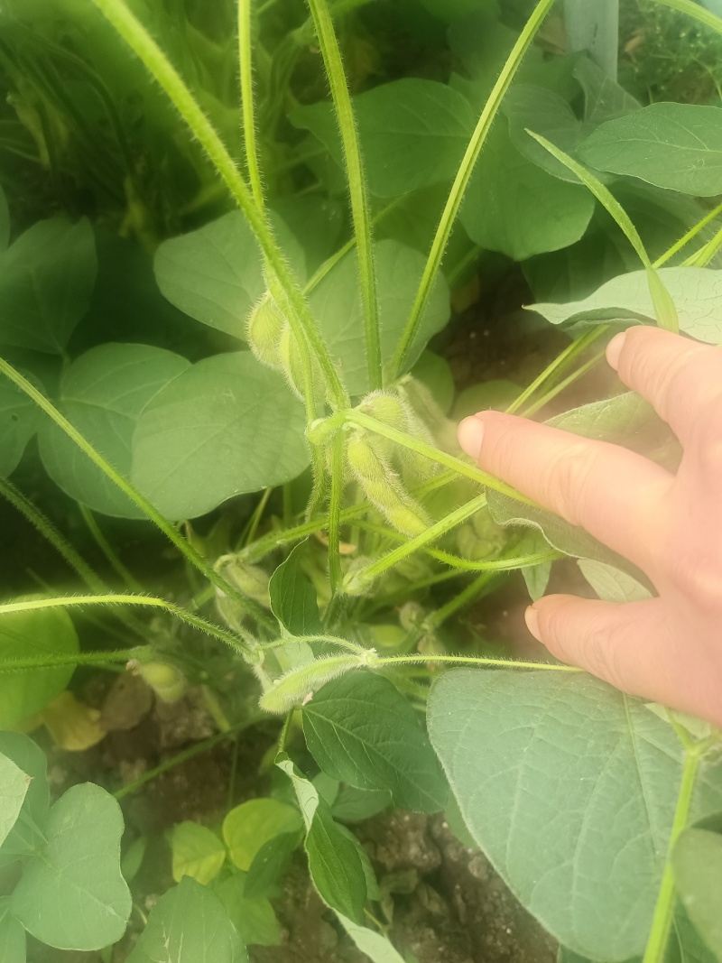精品毛豆大量上市