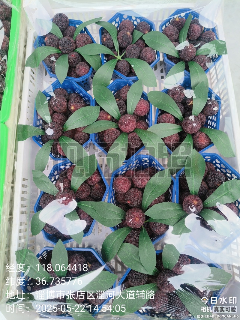 大东櫆杨梅精品货