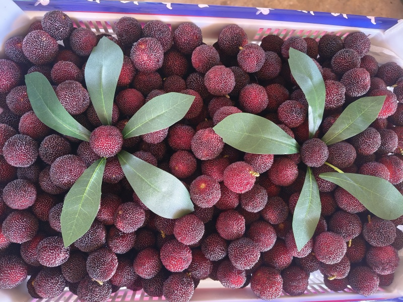 大东櫆杨梅精品货