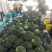 宁夏精品西兰花大量上市