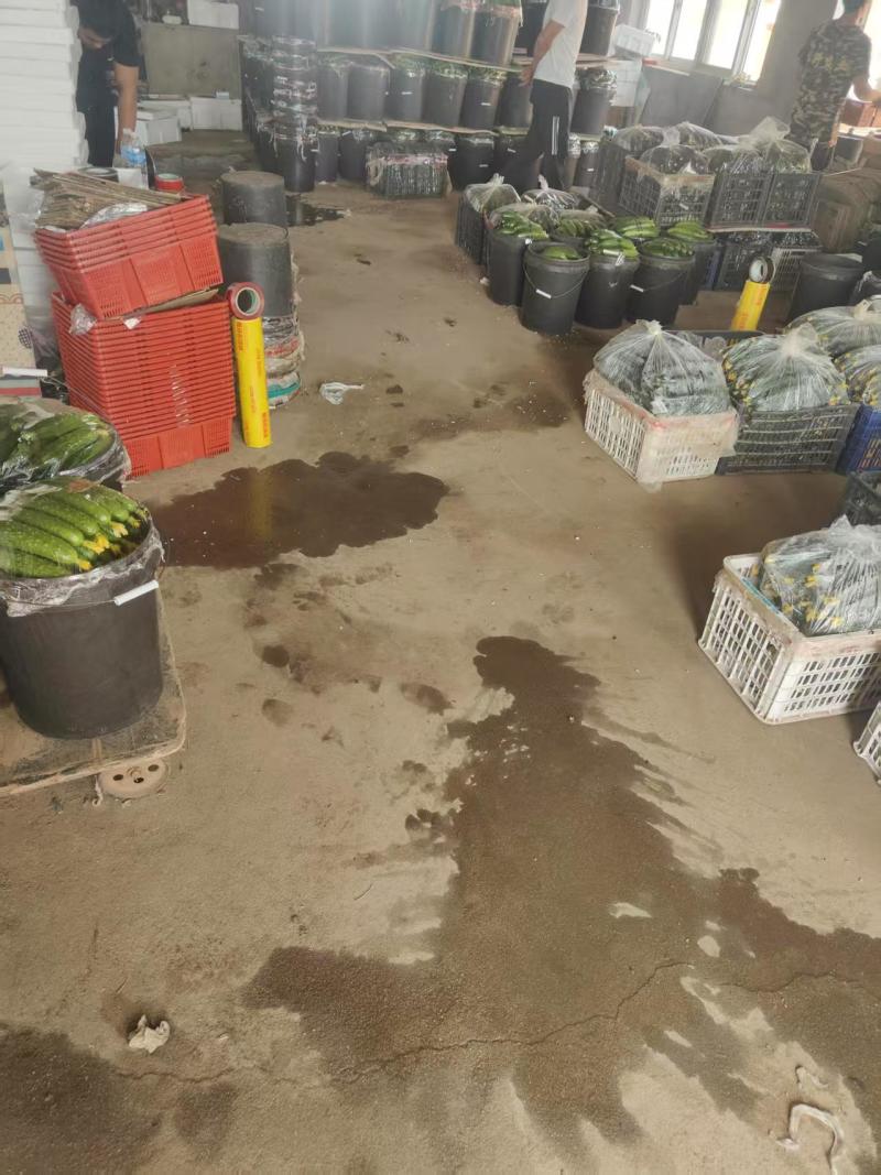 辽宁黄瓜水果黄瓜大连现货供应，诚信经营，可视频看货发全国