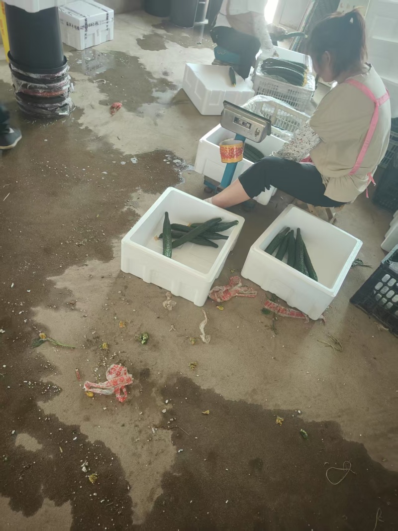 东北黄瓜辽宁旱黄瓜大量现货供应，对接电商/一件代发/团购