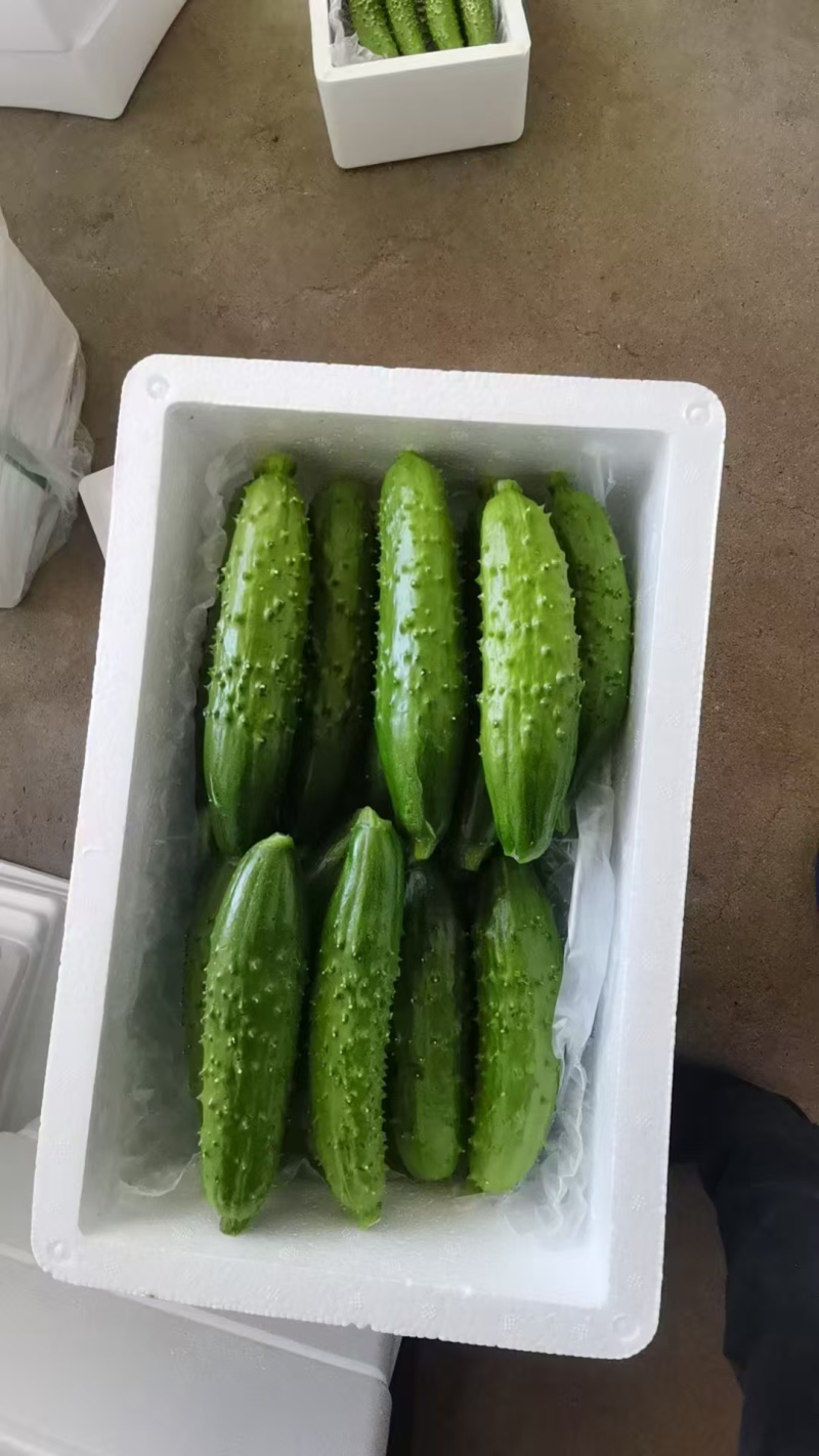 东北黄瓜辽宁旱黄瓜大量现货供应，对接电商/一件代发/团购
