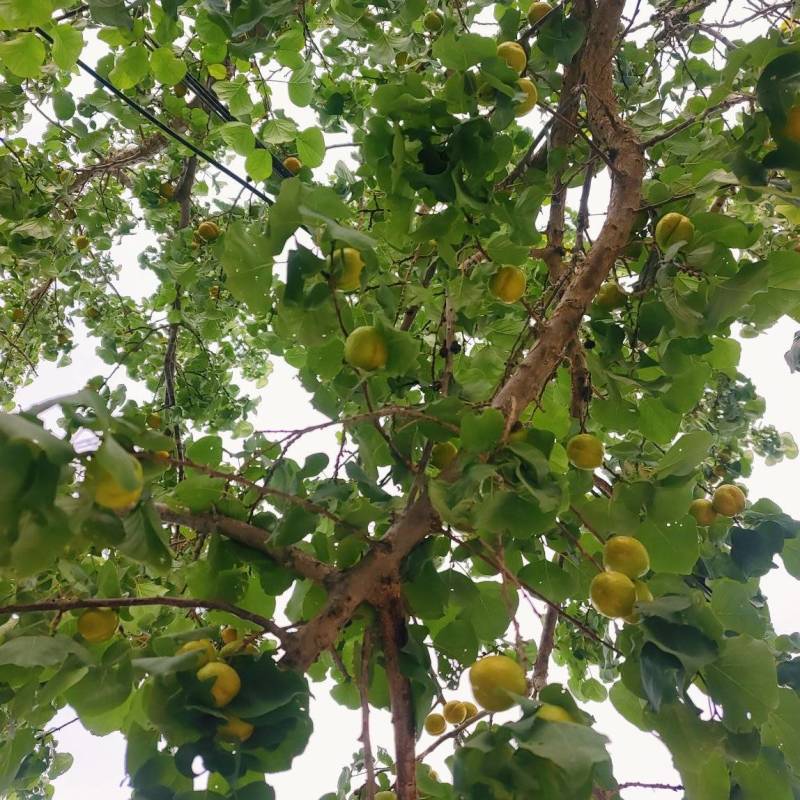 甘肃金塔县头茬杏子