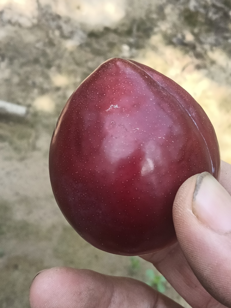 六月紫李.鸡心李
