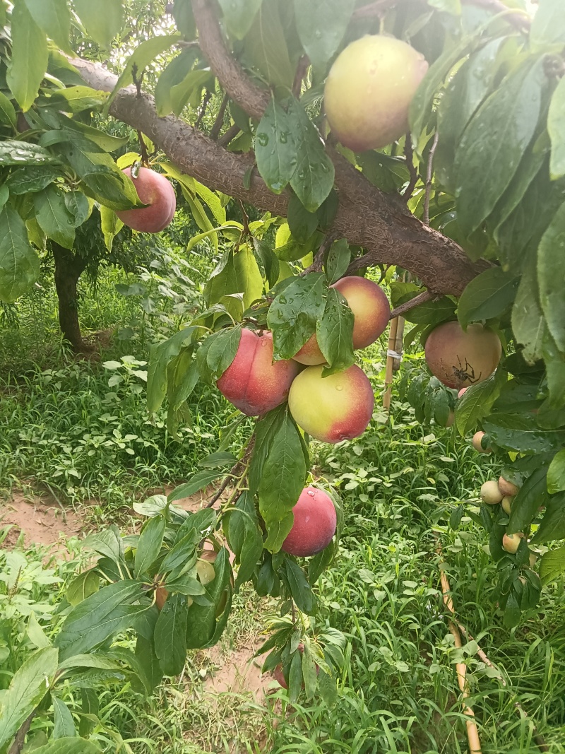 六月紫李.鸡心李