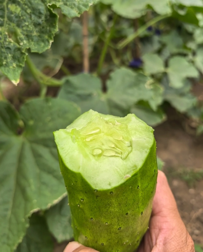 东北黄瓜辽宁旱黄瓜大量现货供应，对接电商/一件代发/团购