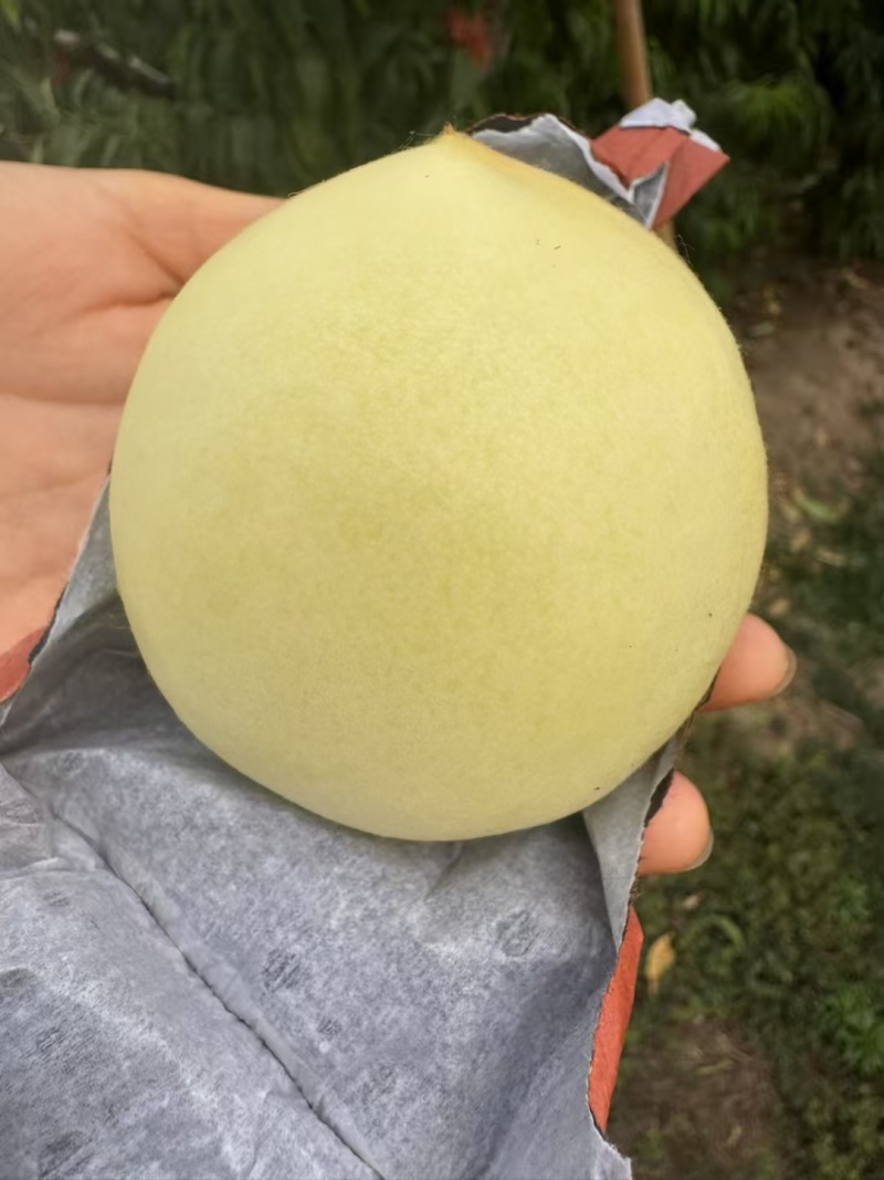 蒙阴密桃开始了！