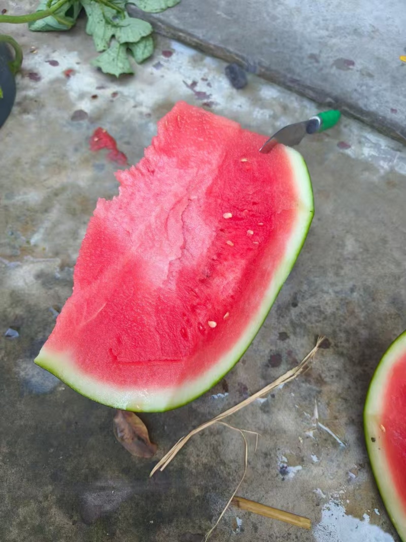 湖北黑皮西瓜皮薄无籽口感甜品质好专业打瓜手产地一手货源