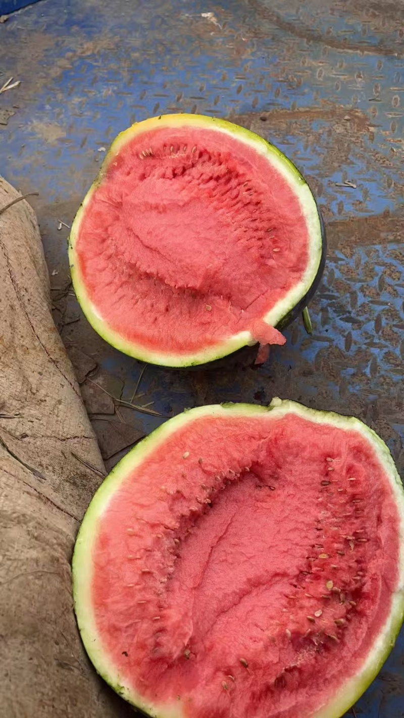 湖北黑皮西瓜皮薄无籽口感甜品质好专业打瓜手产地一手货源