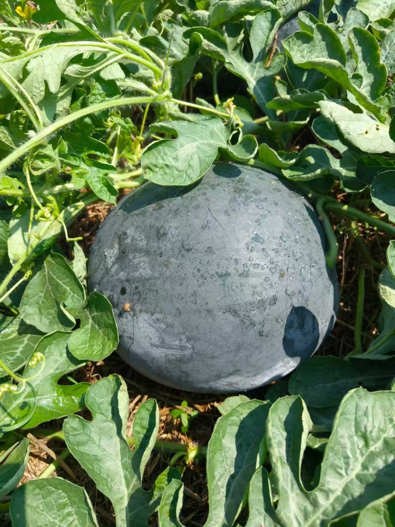 湖北黑皮西瓜皮薄无籽口感甜品质好专业打瓜手产地一手货源