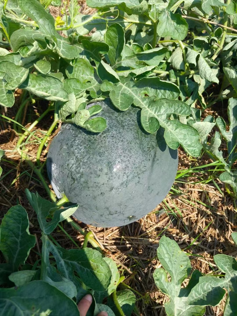 湖北黑皮西瓜皮薄无籽口感甜品质好专业打瓜手产地一手货源