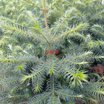 良种杉树苗木苗木种苗杉树苗水杉苗种苗可视频看货