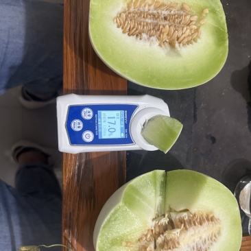 山东寿光奶油玉菇