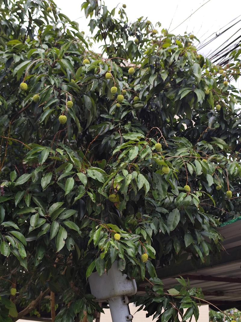 增城桂味荔枝