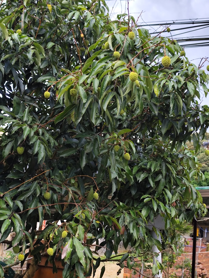 增城桂味荔枝