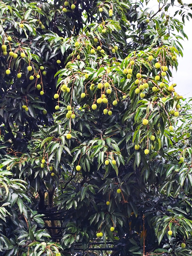 增城桂味荔枝
