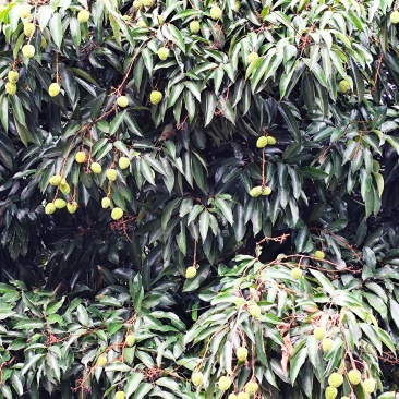 增城桂味荔枝