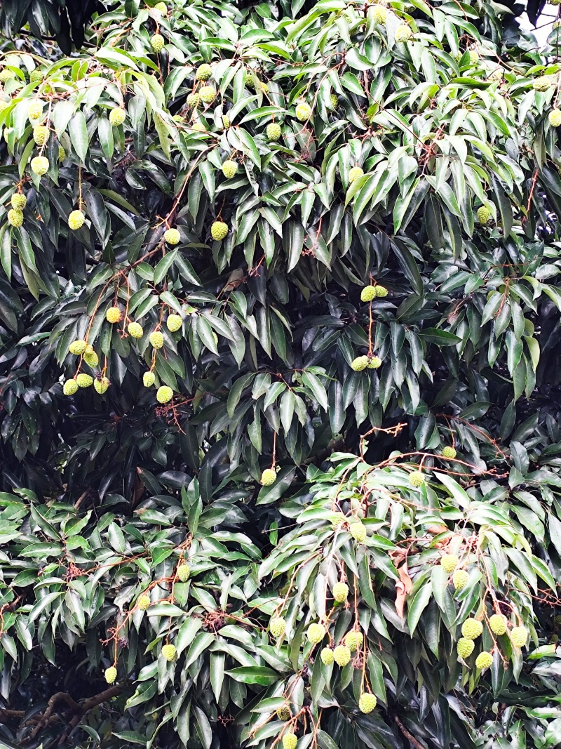 增城桂味荔枝