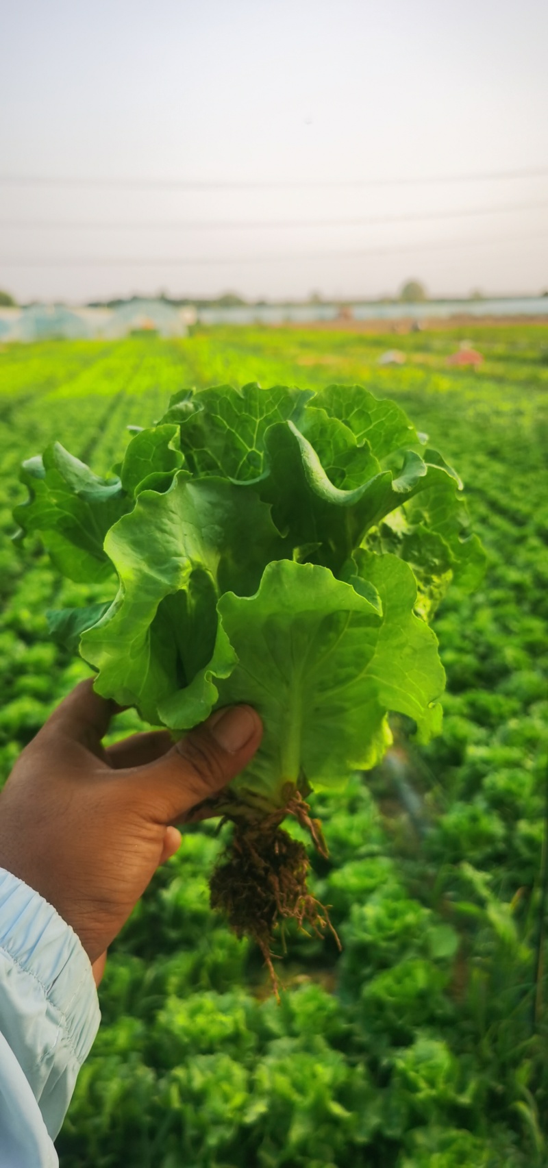 意大利生菜