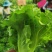 意大利生菜