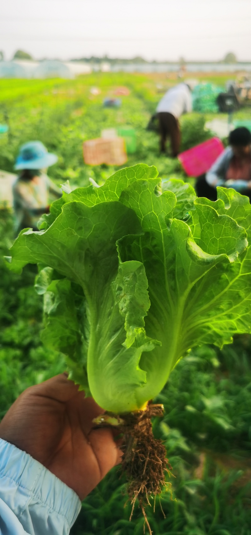 意大利生菜
