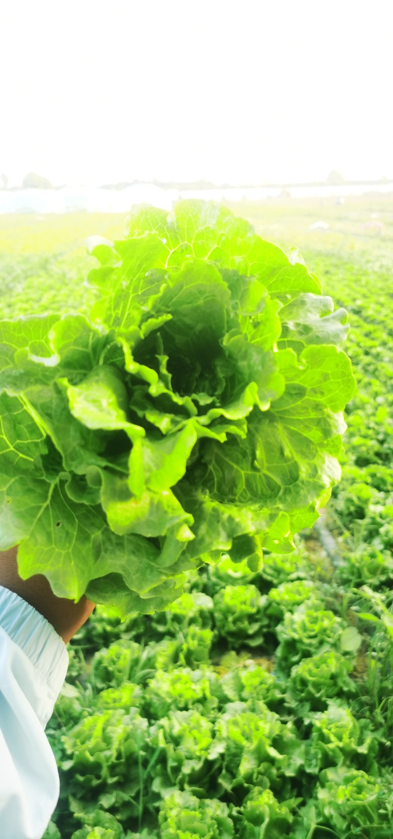 意大利生菜