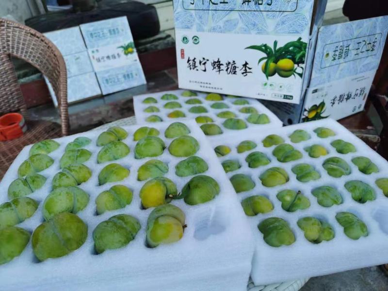 贵州六马蜂糖李