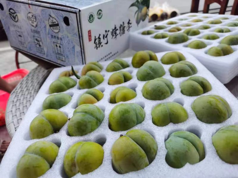 贵州六马蜂糖李