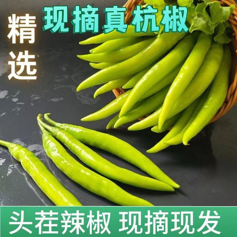 精品大杭椒精美4号品质有保障价格美丽需要的朋友请联系