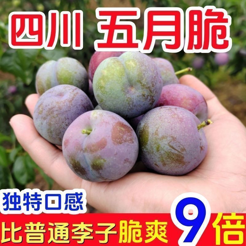 四川五月脆凤凰李子脱骨李产地直发专业对接电商果多多美团仓