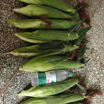 白糯玉米，8两到1斤，不生虫，不花粒