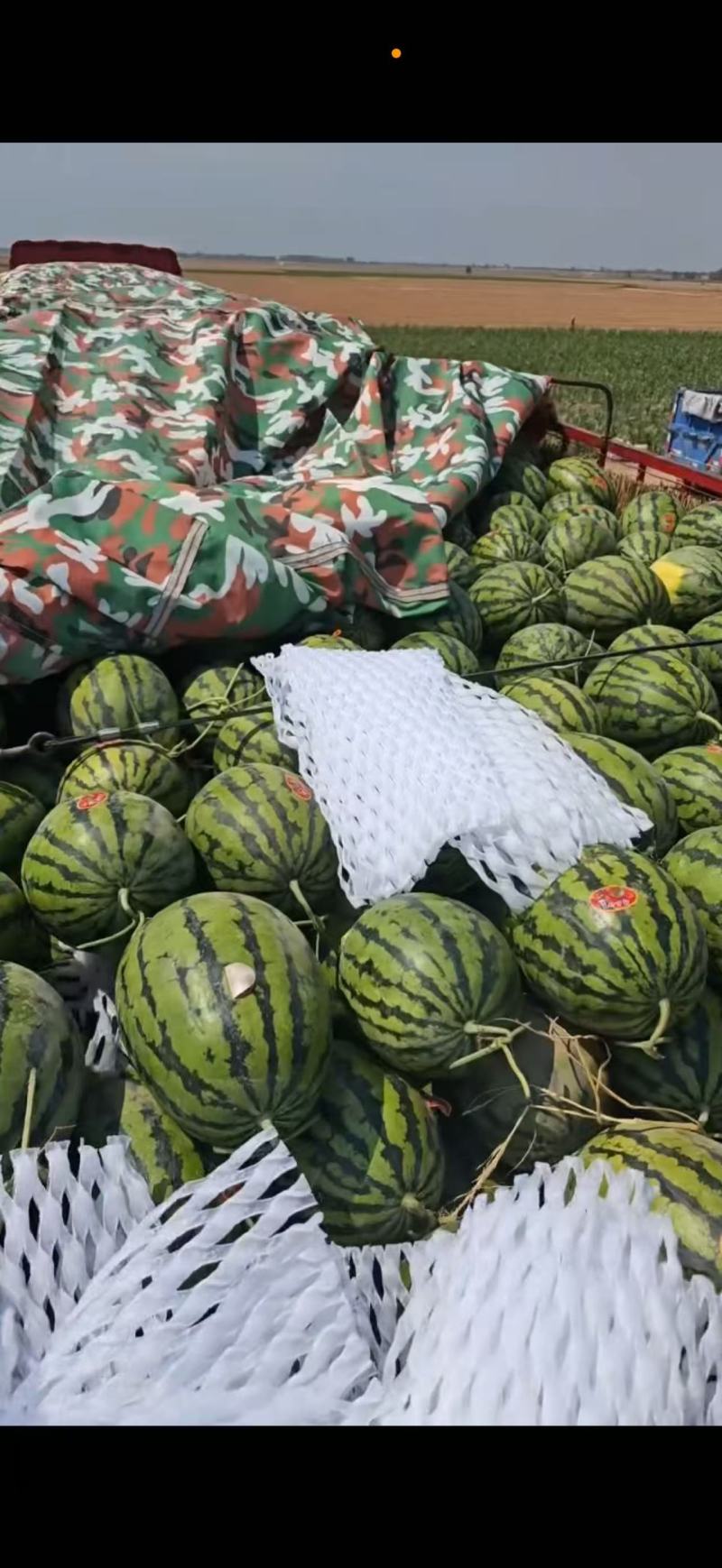 陕西大规模精品西瓜，口感脆糖度13加，欢迎进