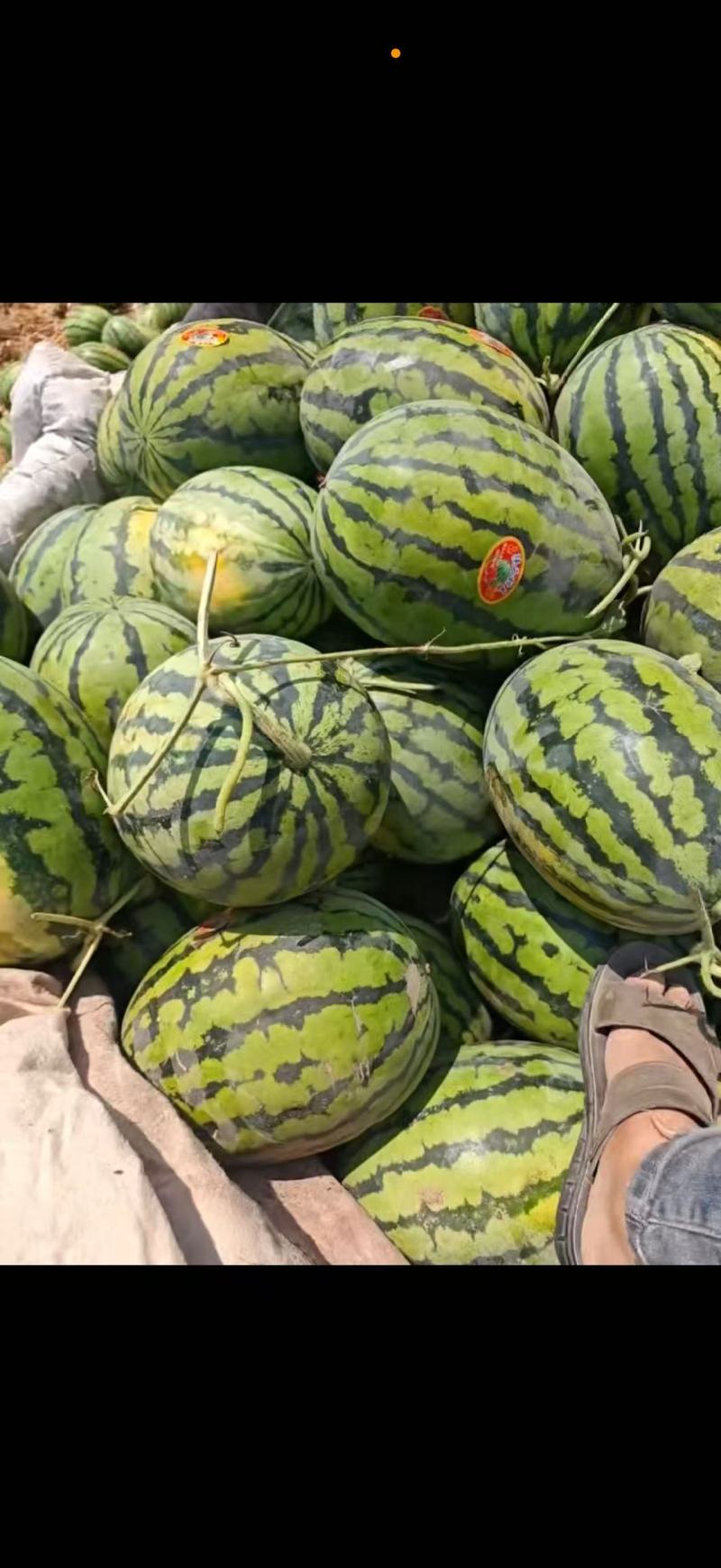 陕西大规模精品西瓜，口感脆糖度13加，欢迎进
