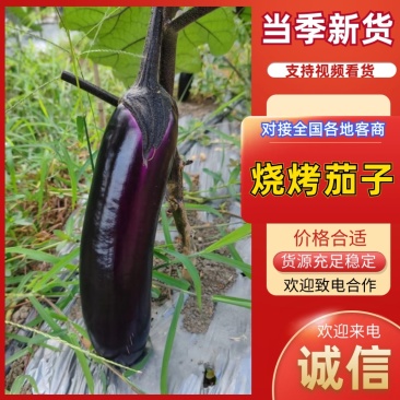 烧烤茄子新鲜采摘优质茄子大量现货
