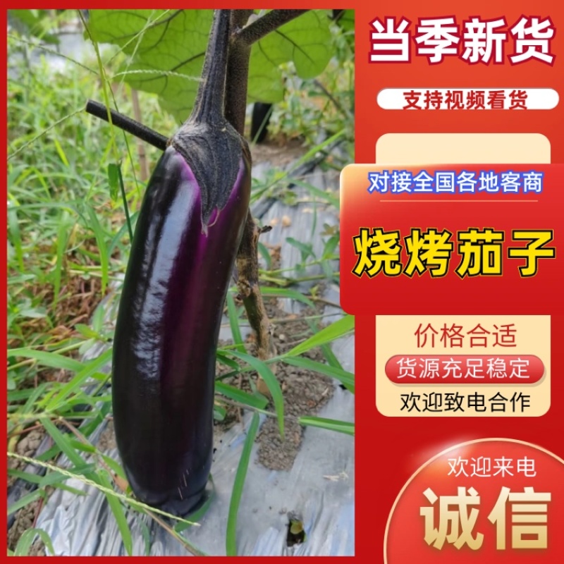 烧烤茄子新鲜采摘优质茄子大量现货