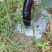烧烤茄子新鲜采摘优质茄子大量现货