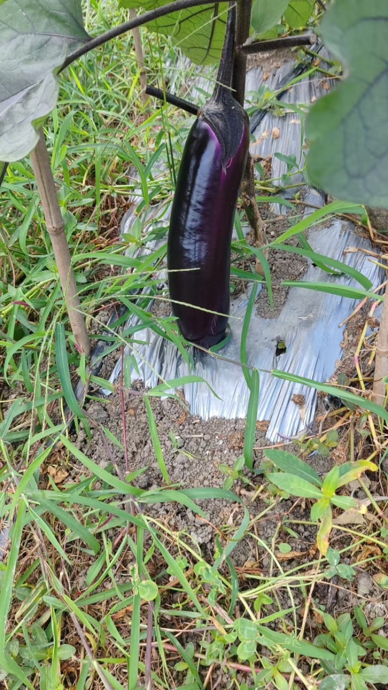 烧烤茄子新鲜采摘优质茄子大量现货